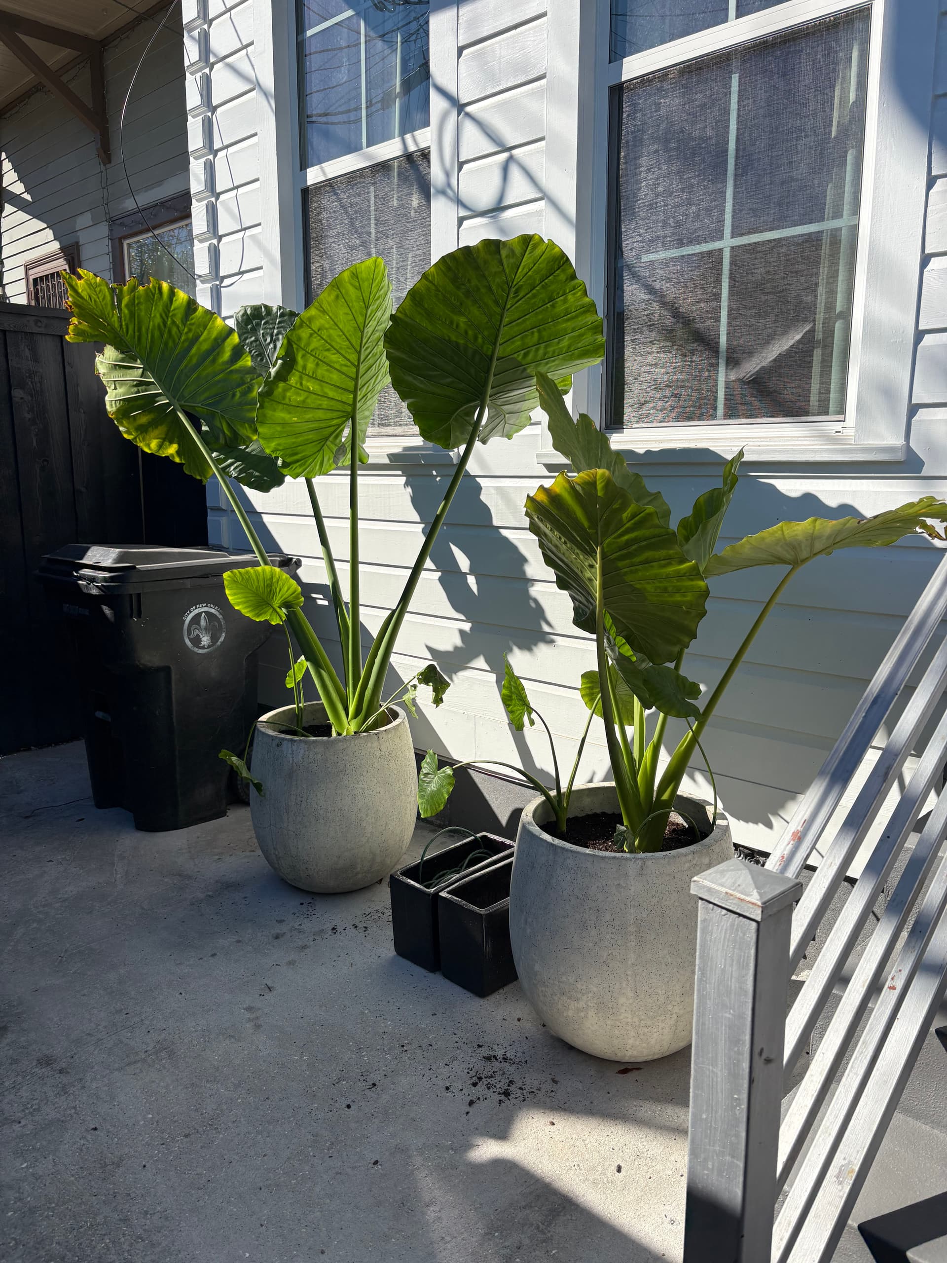 Garden Revamp with Nicky’s Nice Plants