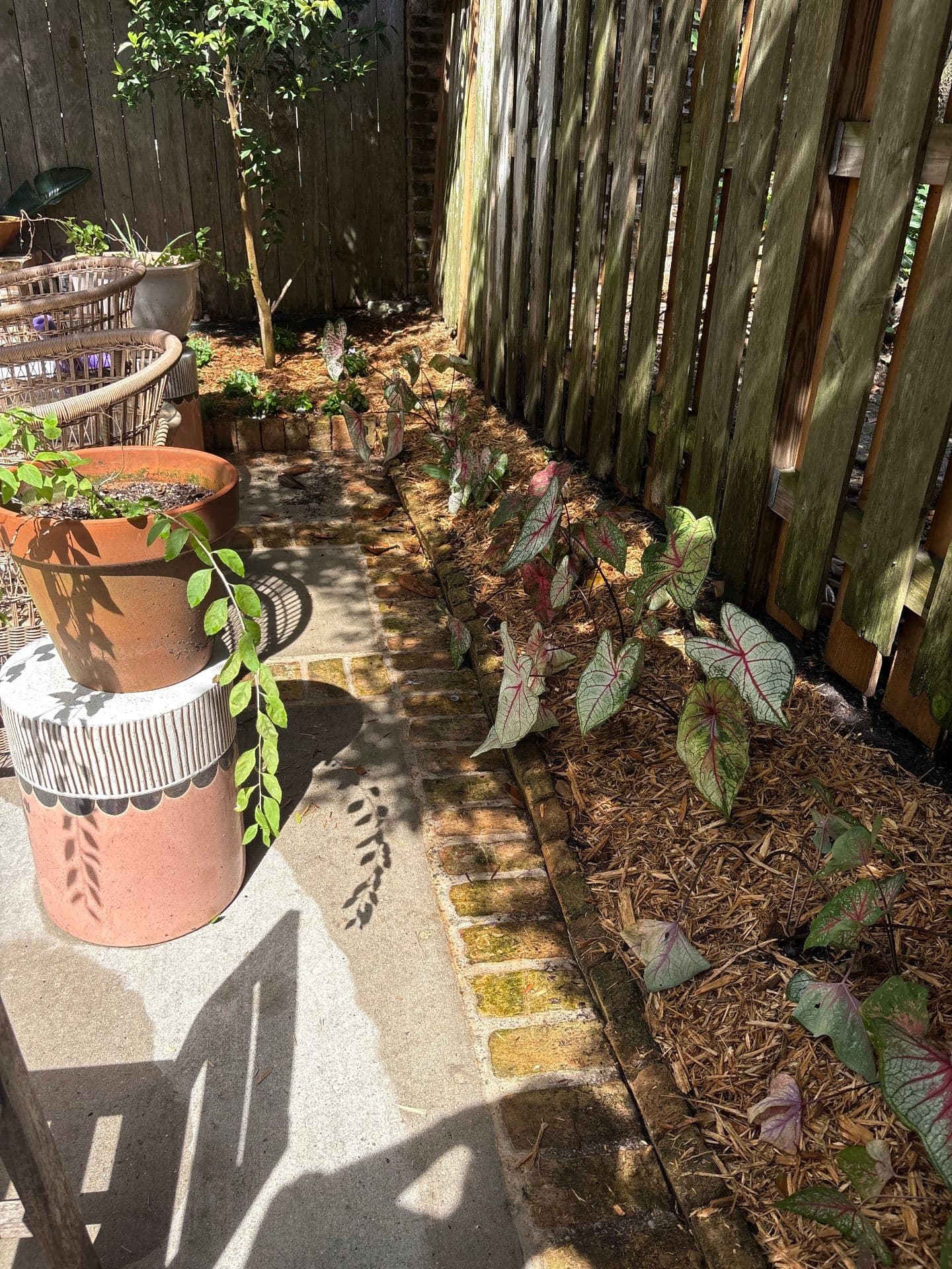 Gallery photos for Lush Outdoor Makeover with Nicky's Nice Plants: Image #3
