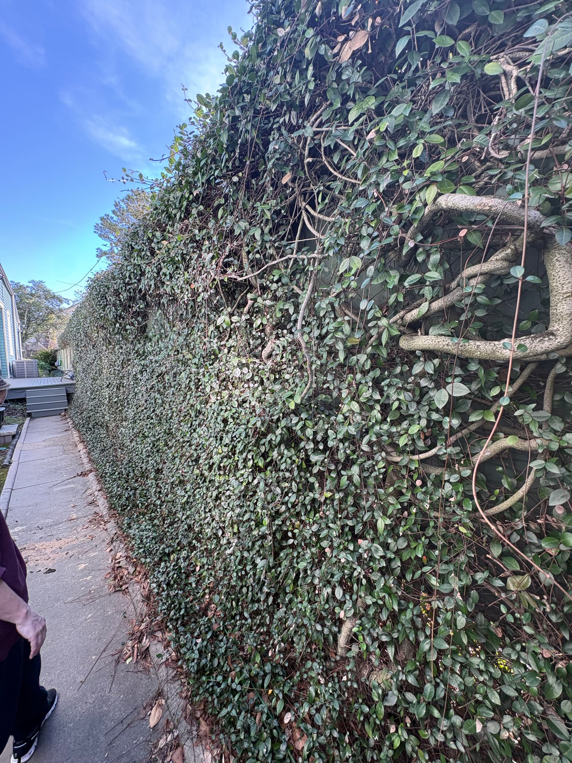 Gallery photos for Uptown Oasis Revamp With New Liriope Front Garden: Image #4