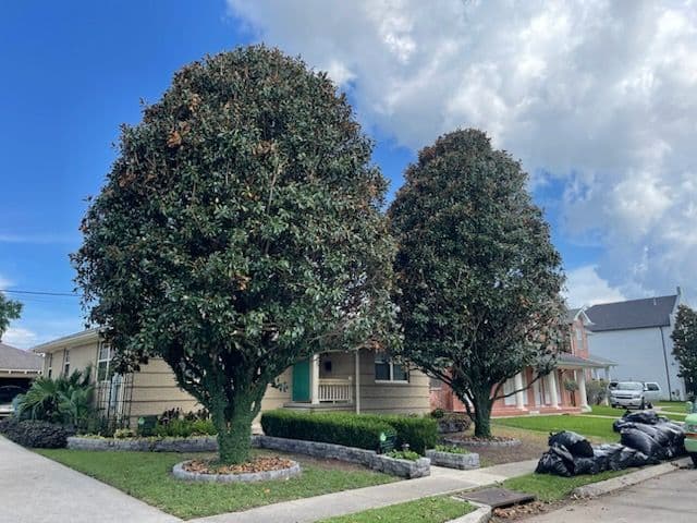 Project Beautifully Trimmed Magnolias in Lakeview image