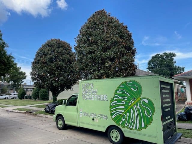 Gallery photos for Beautifully Trimmed Magnolias in Lakeview: Image #1