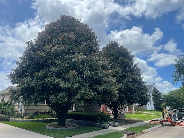 Gallery photos for Beautifully Trimmed Magnolias in Lakeview: Image #2