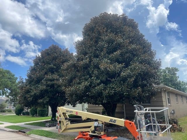 Gallery photos for Beautifully Trimmed Magnolias in Lakeview: Image #3