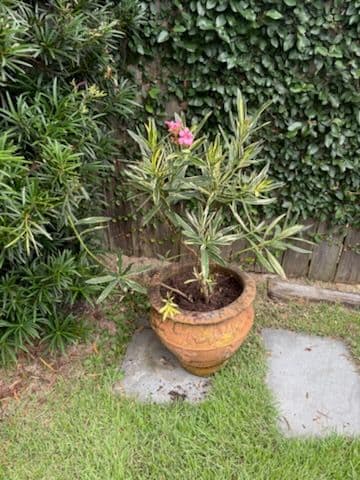 Gallery photos for Transform Your Garden with Elegant Designs: Image #3