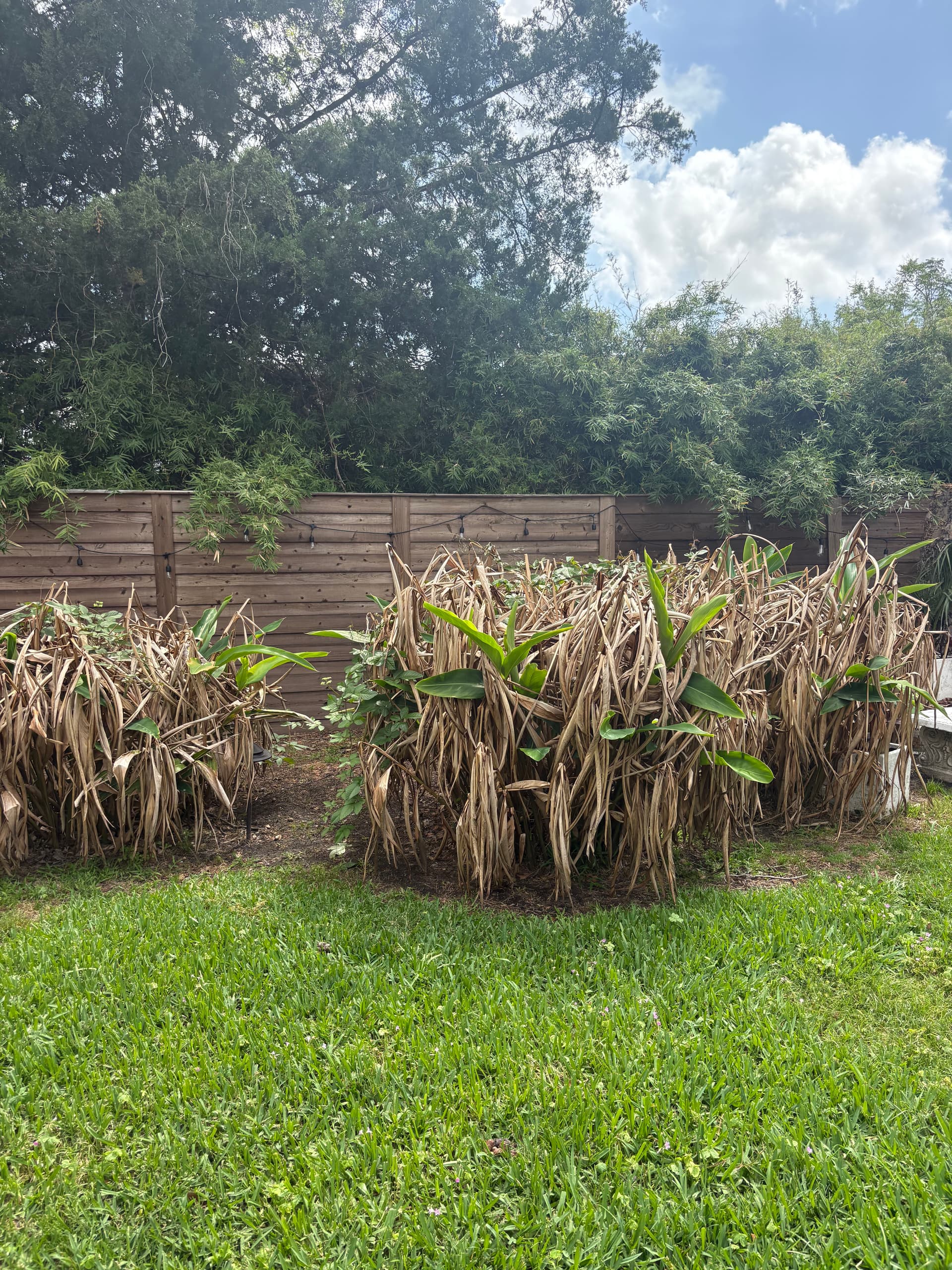 Gallery photos for Gentilly Backyard Gets a Patio, Pergola, and Garden Overhaul: Image #5